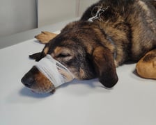 Kevla szuka domu, w którym będzie mogła odbyć rekonwalescencję