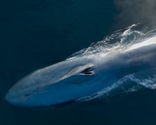Kadr z filmu dokumentalnego „Pieśni wielorybów”