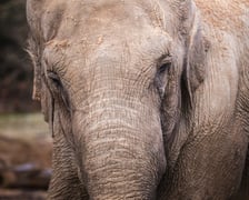 <p>Jedna ze słonic z wrocławskiego zoo.</p>