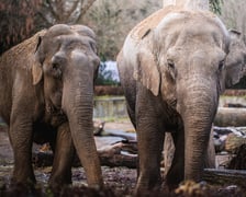 Toto (to ta mniejsza) i Birma - słonice indyjskie z wrocławskiego zoo