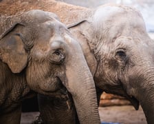 <p>Birma i Toto, słonice z wrocławskiego zoo</p>