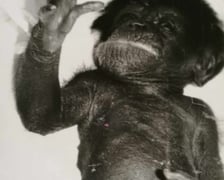 Szympansica Kizi w pierwszym dniu swojego życia