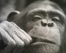 Szympansica Kizi przeżyła prawie 44 lata