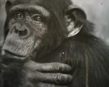 Szympansica Kizi