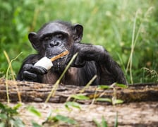 Szympansica Kizi uwielbiała lody