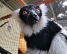 <p>Babcia Tammy - lemur wari</p>