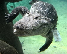 U-boot - krokodyl nilowy