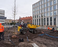 Sadzenie pierwszych drzew na placu Nowy Targ