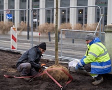 Sadzenie pierwszych drzew na placu Nowy Targ