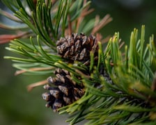 Ogród Botaniczny zimą