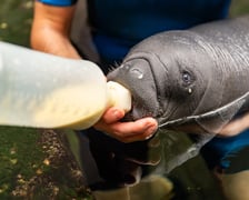 Najmłodszy manat w naszym zoo