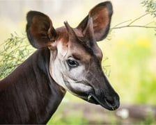 Okapi