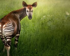 Okapi