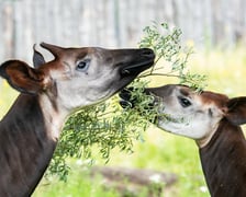 Okapi