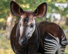 Okapi