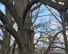 Budki lęgowe dla ptaków montowane we wrocławskich parkach