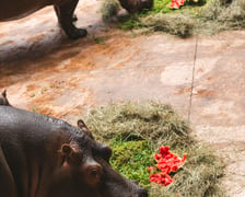 <p>Hipopotam potrafi wsadzić sobie do paszczy dużego arbuza i zjeść go ze smakiem.</p>