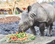 <p>Hipopotamy z wrocławskiego zoo w sezonie jedzą gł&oacute;wnie zielonkę, siano i granulaty. Smakołyki są jednak mile widziane.</p>