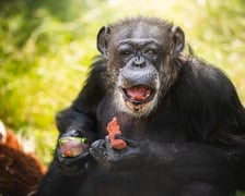 <p>W zoo dieta małp składa się gł&oacute;wnie z liści, warzyw, zielonki i granulat&oacute;w.</p>