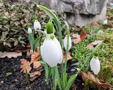 Kwiaty z Ogrodu Botanicznego