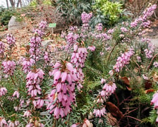 Wrzosiec. Kwiaty z Ogrodu Botanicznego