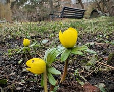 Ranniki. Kwiaty z Ogrodu Botanicznego