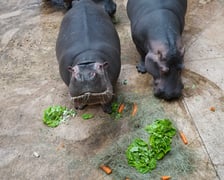 <p>Hipopotamice nilowe podczas Dnia Hipopotama w zoo Wrocław dostały torty warzywne</p>