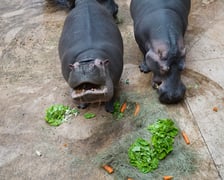 <p>Hipopotamice nilowe podczas Dnia Hipopotama. Jak widać tort z dodtakiem sałaty i marchewki bardzo im smakował</p>