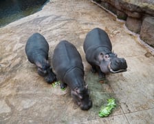 <p>Hipopotamice nilowe - Rumba i jej c&oacute;rki - Salsa i Zumba podczas Dnia Hipopotama w zoo Wrocław&nbsp;</p>
