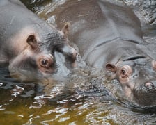<p>Hipopotamice nilowe w zoo Wrocław według tradycji noszą imiona związane z tańcem</p>