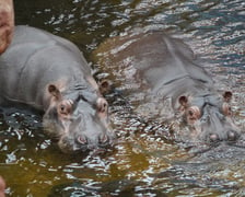 <p>Hipopotamice nilowe w zoo Wrocław</p>