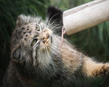 <p>Manul podczas karmienia w zoo.&nbsp;Manule to bardzo mało poznane, małych rozmiar&oacute;w kotowate, żyjące w naturze na stepach i w g&oacute;rach centralnej Azji.&nbsp;</p>