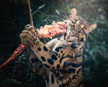 <p>Pantera mglista podczas karmienia w zoo.&nbsp;Pantery mgliste swą nazwę zawdzięczają między innymi mglistym wilgotnym lasom, w kt&oacute;rych żyją w naturze.&nbsp;</p>