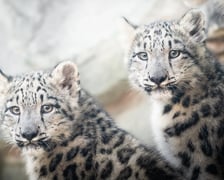 <p>Młode pantery śnieżne z wrocławskiego zoo.&nbsp;Przepiękne futro chroniące pantery śnieżne, czyli irbisy przed surowym klimatem stało się ich największym przekleństwem w naturze.&nbsp;</p>