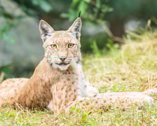 <p>Ryś Juno z zoo Wrocław. Bardzo trudno jest zobaczyć rysia w naturze, gdyż jest aktywny gł&oacute;wnie nocą i unika kontaktu z człowiekiem.&nbsp;</p>
<p>&nbsp;</p>
<p>&nbsp;</p>