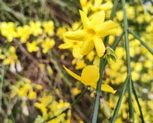 Kwiaty w Ogrodzie Botanicznym - luty