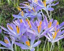 <p>Pierwsze krokusy w Ogrodzie Botanicznym - luty</p>