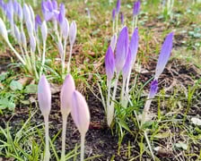 Kwiaty w Ogrodzie Botanicznym - luty