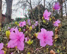 Kwiaty w Ogrodzie Botanicznym - luty