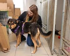 Psy z Ekostraży szukają domu stałego lub tymczasowego. Dzień otwarty w Ekostraży 25 lutego