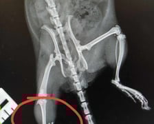 Szczurki, które cudem przeżyły upadek z trzeciego piętra, dochodzą do siebie pod opieką Ekostraży