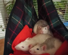 Szczurki, które cudem przeżyły upadek z trzeciego piętra, dochodzą do siebie pod opieką Ekostraży