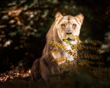 Lwica Okavango ma już 16 lat i 7 miesięcy, co jest sędziwym wiekiem dla lwów w zoo