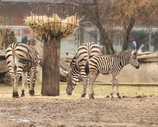 Mały Bali urodził się 8 lutego. W ubiegłym tygodniu już pojawił się na wybiegu