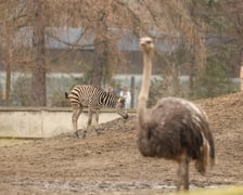 Mały Bali na zewnętrznym wybiegu, zwanym wybiegiem Sawanny, gdzie są również strusie