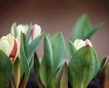 <p>Tulipany</p>