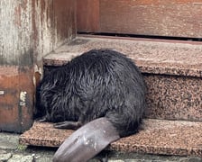 Bóbr na schodkach sklepu przy ul. Odrzańskiej