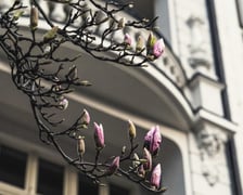 Magnolia przy Podwalu