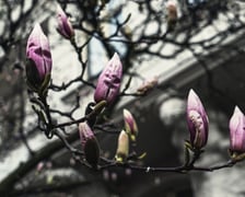 Magnolia przy Podwalu