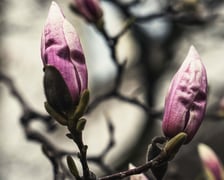 Magnolia przy Podwalu